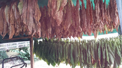 Graines de tabac 5x1000 véritable tabac à fumer 5 variétés Virginia, Red Front, Orient Xanthi, Baden Geudertheimer Fresh. Récolte 2025