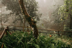 Café Arabica mexicain Procurador 1000g