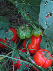Ăthiopische Eierfrucht (Solanum Aethiopicum) 20 Samen Afrikanische Sorte