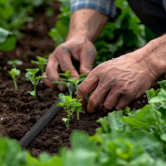 Tuyau goutte à goutte Relaxdays, arrosage, tuyau d'arrosage 30 m, arrosage des couches hautes et des haies, tuyau d'arrosage, noir