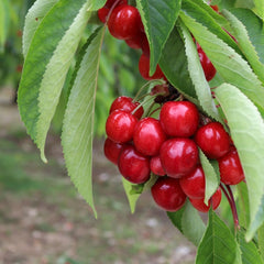 Süßkirschbaum Zuccherina Di Bitonto – Obstpflanze, Im Topf Ø 20 Cm, Höhe 150–170 Cm, Alter: 2 Jahre – Italienische Baumschule