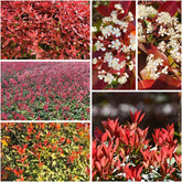 Rote Glanzmispelsamen - Balkon Red Robinsamen Indoor Stauden Winterhart Garten Gewächshaus 420Pcs