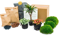 Urbanjngl - Palm Terrarium Start- Und Nachfüllpaket – 3 Terrarienpflanzen Für DIY – Ideal Für Anfänger – Perfekte Ergänzung Für Ihr Zuhause – Pflegeleicht Und Dekorativ