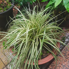 Carex Oshimensis Evergold Topfpflanzen Draußen Winterhart Ziergras Sichtschutz Balkonpflanze Winterharte Kübelpflanzen Winterharte Ziergräser Für Kübel Grünpflanzen Bodendecker 100Samen