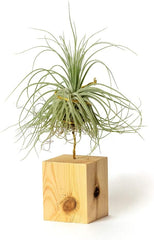 Airplant Pflegeleichter Arbeitstisch Zum Dekorieren Von Zimmerpflanzen (Tillandsia Magnusiana) (X3 Verschiedene)