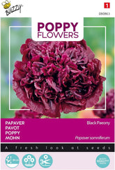 Fleurs de coquelicot Buzzy, pivoine de pavot noir