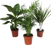 Dominik Blumen Und Pflanzen, Zimmerpflanzen Set Aus 1X Diefenbachie, 1X Zimmerpalme Und 1X Drachenbaum (Dracaena Marginata), 10-12 Cm Topf