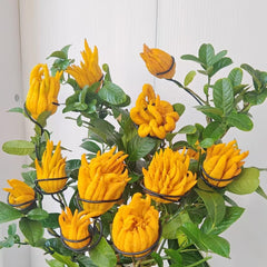 Buddhas Hand Zitrone - Obst Samen Bonsai Samen Zwergobstbäume Säulenobst Tree Exotische Pflanzen Saatgut Balkon Pflanze Bäume Kaufen Obst Pflanzen Balkonpflanzen 80Pcs