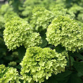 Rispenhortensie, Rispenhortensien Wildblumen Exotische Blumenbeet Hortensien Immergrüne Sträucher Winterhart Blühend Gartenblumen Balkonpflanzen Bodendecker Blumensamen Mehrjährig 250Samen