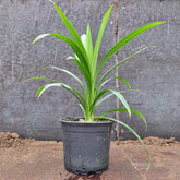 1 Gesunde Pandanpalme | Pandanus Amaryllifolius | Southasian Pandan | Essbare Blätter | Aus Stecklingen Gezogen | Selten | 20-30Cm Höhe | Schraubenbaum | Annapoorna | Wangi | Rampe