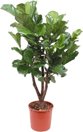 Trendyplants - Ficus Lyrata Verzweigt - Tabakpflanze - Zimmerpflanze - Höhe 170-190 Cm - Topfgröße Ø30Cm