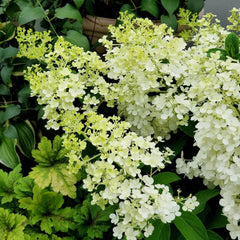 Rispenhortensie Wildblumen Exotische Blumenbeet Hydrangea Paniculata Frühlingsblume Winterharte Kübelpflanzen Bio Balkon Blumendeko Kletterpflanzen Steingartenpflanzen Balkon 100Samen