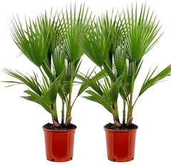 Bloomique - 2Er Set - Washingtonia Robusta - Mexikanische Fächerpalme - Palme - Winterharte Balkonpflanzen - Gartenpflanzen Winterhart - Höhe 80-100 Cm - Topf 21 Cm