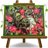 Apfelbaum Sorte Rosa Di Caldaro – Obstpflanze Im Topf Ø 24–26 Cm – Höhe Max. 180 Cm – Alter 4 Jahre – Italienische Baumschule