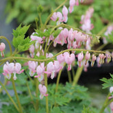 Tränendes Herz Frühlingsblume Winterharte Kübelpflanzen Dicentra Spectabilis Topfpflanzen Schnell Wachsende Sträucher Minigarten Bio Balkon Blumendeko Zimmerbonsai Grünpflanzen 40Samen