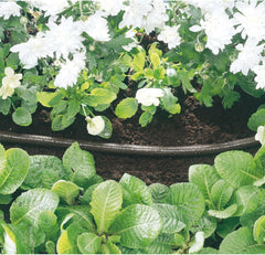 Tuyau goutte à goutte Draper 68261, 15 m, diamètre du tuyau 12 mm, perforé