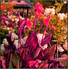 Mélange de bulbes de fleurs, ampoule magique mystère, plantation rustique, bulbe de fleurs vivaces résistant à l’hiver, bulbes rustiques - 3 bulbes d’orchidées