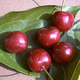 Prunus Avium 'Große Schwarze Knorpelkirsche' 120–150 Cm – Winterhart & Mehrjährig – Kirschbaum – Obstbaum Für Garten & Obstwiese
