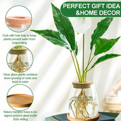 Station de culture de plantes hydroponiques 12x11 cm Vase de graines d'avocat Jardinière en verre Vase en verre hydroponique pour plantes aquatiques ou fleurs Décor de table de bureau 2 pièces