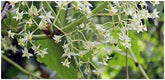 Stk - 10X Begonia Glabra Ziersträucher Garten Pflanzen - Samen ID330 -