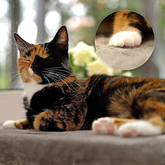 Couvertures et meubles, Sièges de fenêtre, Animaux domestiques, Chats, Lits pour chats, Chats - lits, matelas