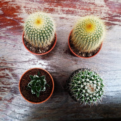 Petit pot en plastique - diamètre 12 cm, léger et résistant, idéal pour semis, boutures et plantes d'intérieur - couleur aléatoire, Aléatoire