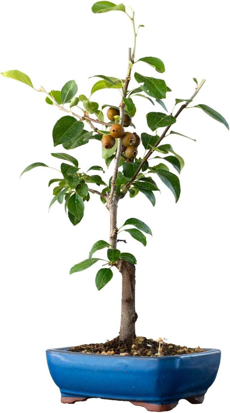 KENTIS - Birnenbonsai - Pyrus Domestica - Echter Dekorativer Freilandbonsai - Echte Obstpflanzen - H 43-50 Cm Topf Ă 21 Cm