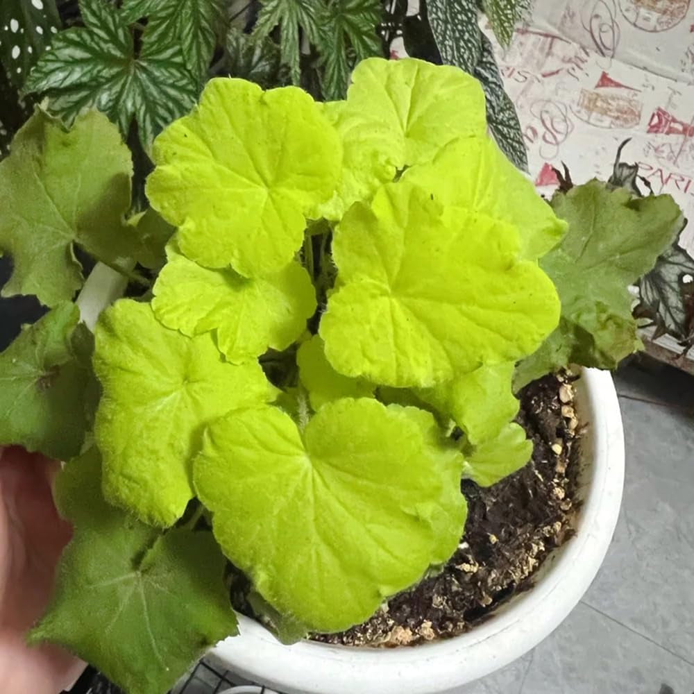 Heuchera - Purpurglöckchen Küchenkräuter Balkonpflanzen Wildkräuter Luftreinigende Zimmerpflanzen Kräuterpflanzen Geschenke Für Immergrüne Sträucher Hecken Hochbeet 250Samen
