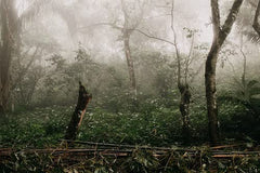 Café Arabica mexicain Procurador 1000g