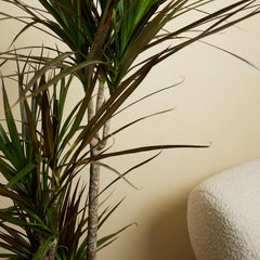 Bloomique - Dracaena Marginata - Drachenbaum - Zimmerpflanzen Groß - Pflegeleicht - Luftreinigend - Höhe 90-110 Cm - Topf 21 Cm