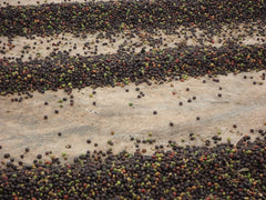 CAFES GUILIS DEPUIS 1928 AMANTES DEL CAFE Kaffee Natural Gold Bohne West Polish 1 kg