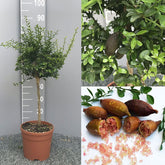 SAVINI VIVAI Zitronenpflanze, Rosa Kaviar, Zitrusbaum, Fingerlimette, Zitronensetzling Im Topf, 20 Cm, Höhe 50–70 Cm, 2 Jahre Veredelung, Hergestellt in Italien