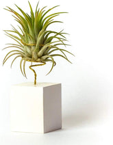 Tillandsia Ionantha Rubra IR Pflanze Ohne Erde – Tillandsien Echte Pflanzen – Zimmerpflanzen Natürlich Tillandsia Echte Pflanze Luftpflanzen (Inklusive Werkzeug) (Weiß)