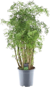 Trendyplants - Polyscias Hawaiiana Ming - Aralia - Zimmerpflanze - Höhe 80-100 Cm - Topfgröße Ø19Cm