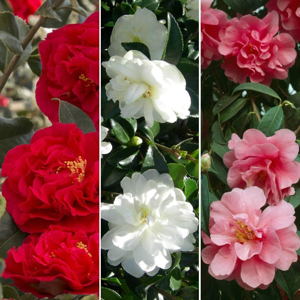 Ensemble de 3 Camellia Gardeners Dream (rouge, blanc et rose) – Arbustes à fleurs à feuilles persistantes – Plantes de jardin rustiques – Plantes de balcon rustiques – Plantes en pot rustiques