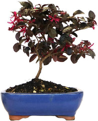 KENTIS - Bonsai Loropetalum - Echter Dekorativer Outdoor-Bonsai - Echte Pflanzen FĂŒr Die Balkonterrasse - H 35-40 Cm Topf Ă 21 Cm