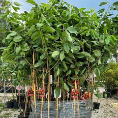 Süßkirschbaum Bigarreau Moreau – Obstpflanze Im Topf Ø Ab 24/26 Cm, Höhe 160-180 Cm, Alter: 4 Jahre – Italienische Baumschule