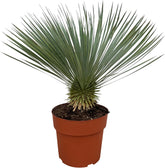 Trendyplants - Yucca Rostrata - Winterhart - Gartenpflanze - Höhe 70-90 Cm - Topfgröße Ø30Cm