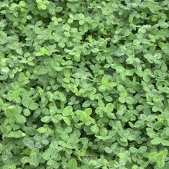 R&R SHOP - Rasensamen, Mikro-Klee Trifolium Repens, Kein MĂ€hen Erforderlich, Begehbar Und Bodendecker (200G â 50MÂČ)