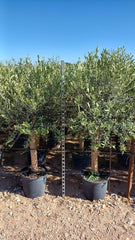 Sunny Tree Olivenbaum Olive '25 Jahre' 160 Cm, A+ QualitÀt, Winterhart, Olea Lechin Winterhart -18