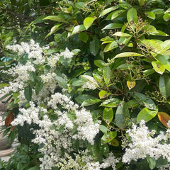 Liguster, Ligustersamen Seltene Gartendeko Für Draußen Liguster Schnell Wachsende Sträucher Winterharte Garten Deko Gartenpflanzen Winterhart Mehrjährig Pflanzensamen Bodendecker 60Samen