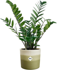 Pot rond elho Color Gradient 16cm - pour l'intérieur - 100% plastique recyclé - Ø 15,9 x H 14,7 - Vert/Vert bambou