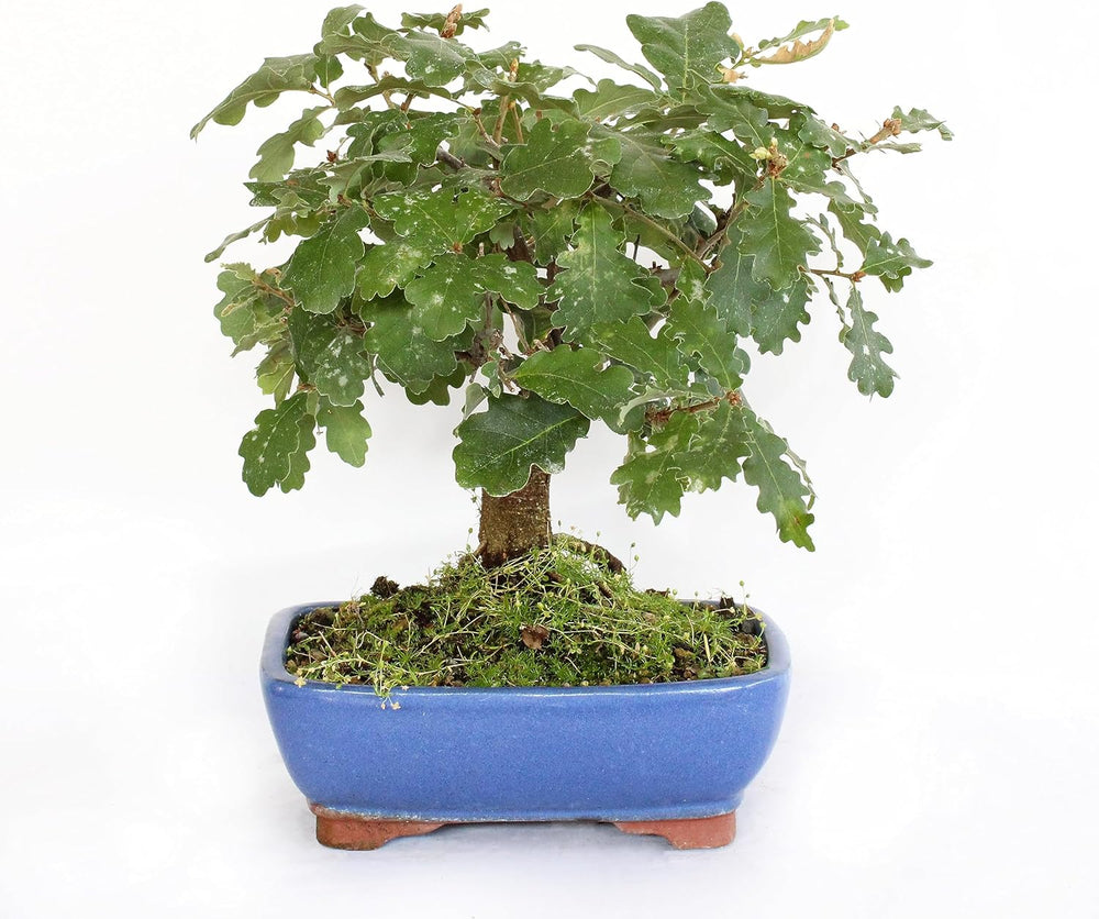 KENTIS - Quercus Pubescens Bonsai - Flaumeiche Bonsai Baum - Eiche - Echte AuĂenpflanzen - Outdoor Pflanze - Hoch 20-30 Cm Keramiktopf Ă 21 Cm