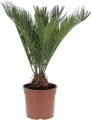 KENTIS - Cycas Revoluta Zwergpalme - Echte Palme Für Den Außenbereich Gartenpflanze - Hoch 100-125 Cm Topf Ø 30 Cm