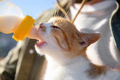 Foozia Pure Geitenmelkpoeder - Geen toevoegingen voor mensen en dieren