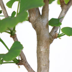 KENTIS - Ginkgo Biloba Bonsai - Natürliche Dekopflanze Für Draußen - H 40-50 Cm Keramiktopf Ø 21 Cm