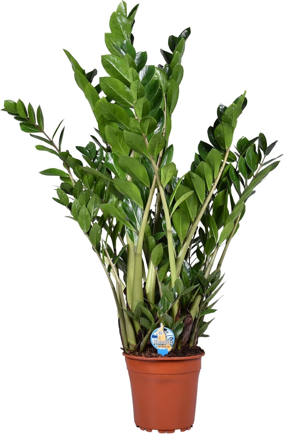 Zamioculcas Zamiifolia Zanzibar 90 Cm - GlĂĽcksfeder Zimmerpflanze, Pflegeleicht, Luftreinigend, Ideale Dekoration FĂĽr Ihr Zuhause