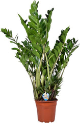 Zamioculcas Zamiifolia Zanzibar 90 Cm - GlĂĽcksfeder Zimmerpflanze, Pflegeleicht, Luftreinigend, Ideale Dekoration FĂĽr Ihr Zuhause