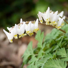 Tränendes Herz, Dicentra Spectabilis - Balkon Blumenwiese Topfblumen Wiesensaatgut Garten Geschenk Schattenpflanzen Wildblumensamen Frühlingsblume Winterharte Kübelpflanzen Hochbeet 10Samen
