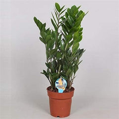 Zamioculcas Zamiifolia Zanzibar 90 Cm - GlĂĽcksfeder Zimmerpflanze, Pflegeleicht, Luftreinigend, Ideale Dekoration FĂĽr Ihr Zuhause